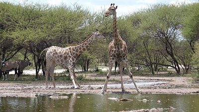 La vida en el reino animal - Episodio 3: Ros y mares - ver ahora