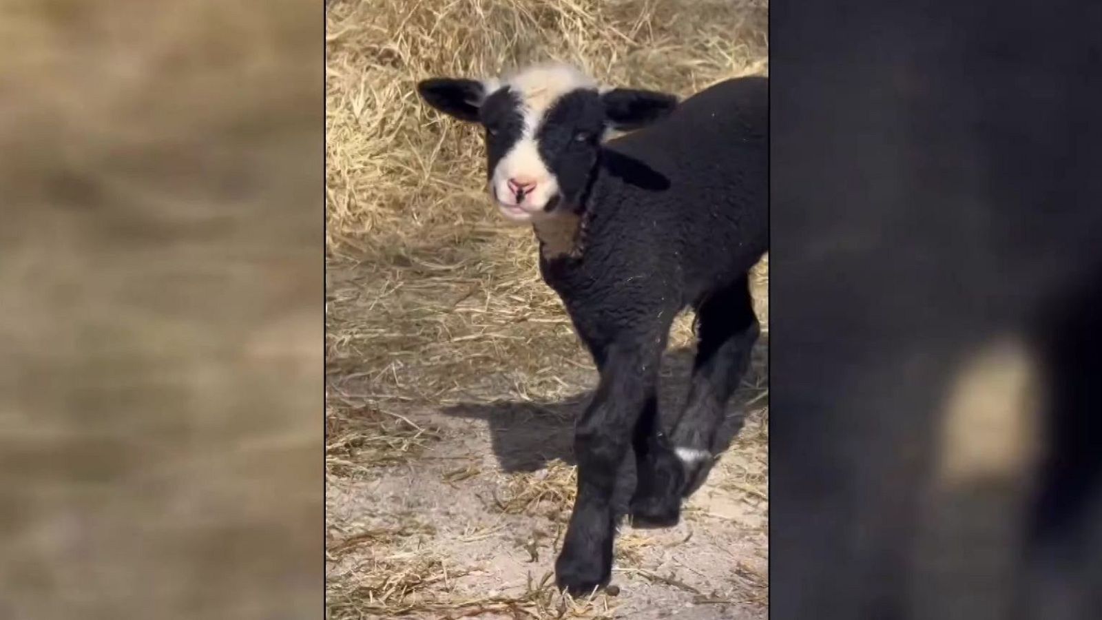 La cabrita con máscara de lana | Ver