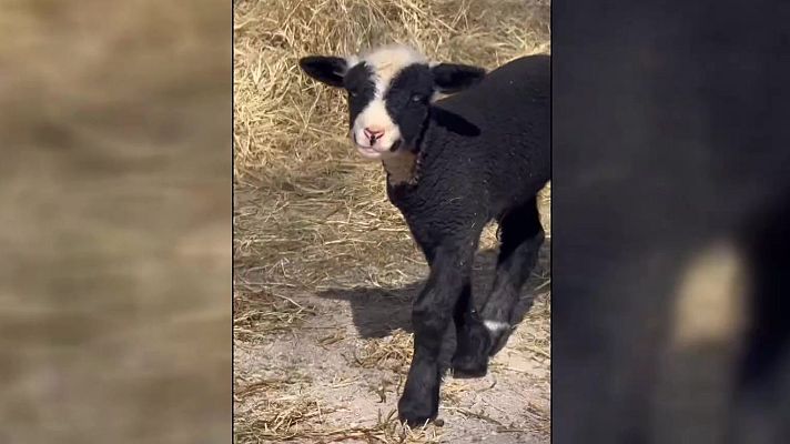 Aquí la Tierra - La cabrita con máscara de lana