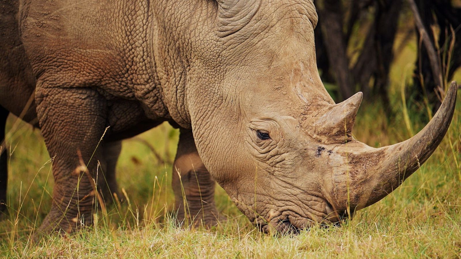 La vida en el reino animal - Episodio 5: Aves de un mismo plumaje - ver ahora