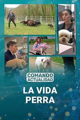 Vida perra