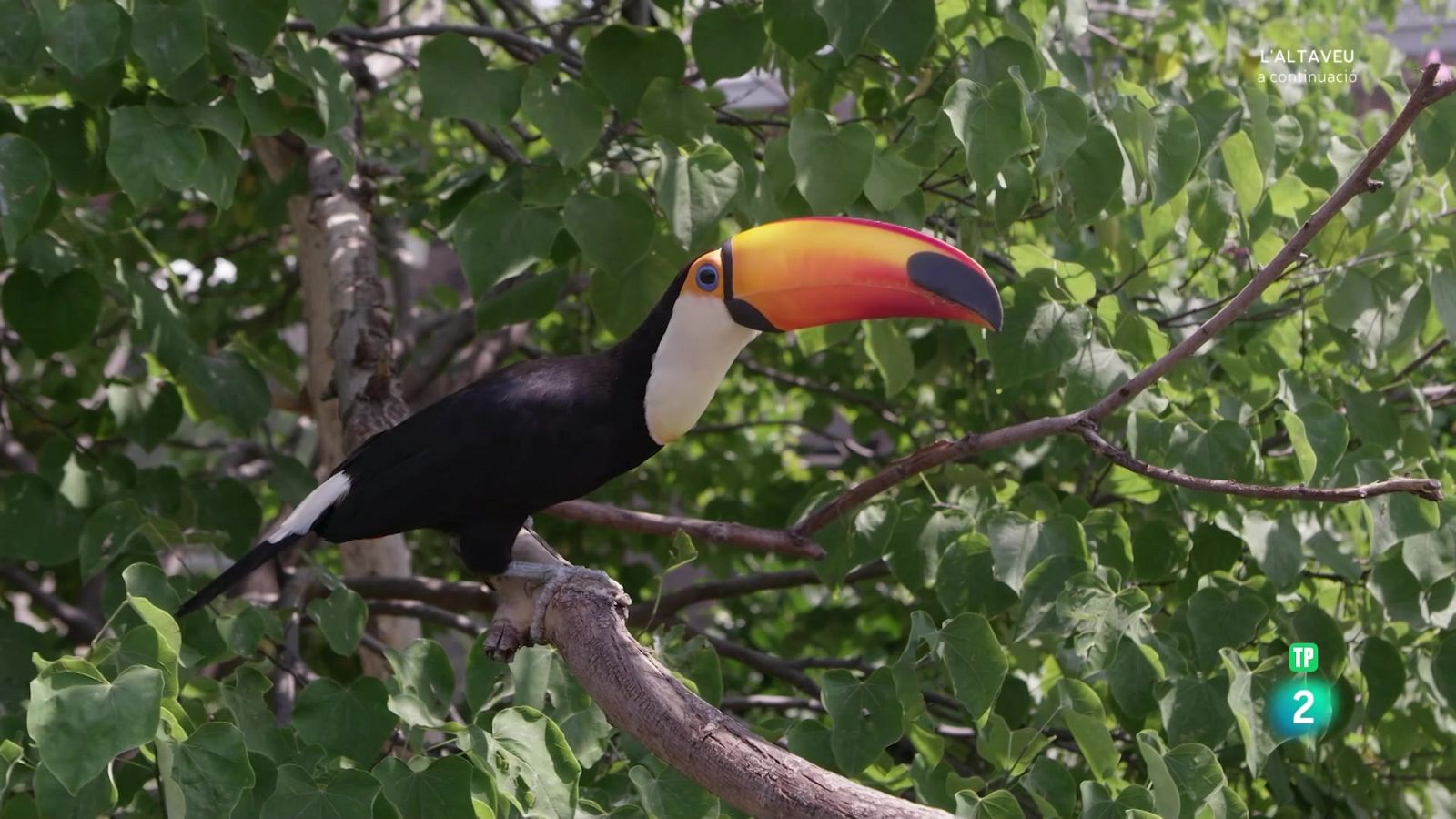 Grans documentals - La vida al regne animal. Aus d'un mateix plomatge - Veure Ara
