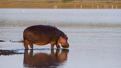La vida en el reino animal - Episodio 6: Rostro y pelos - ver ahora