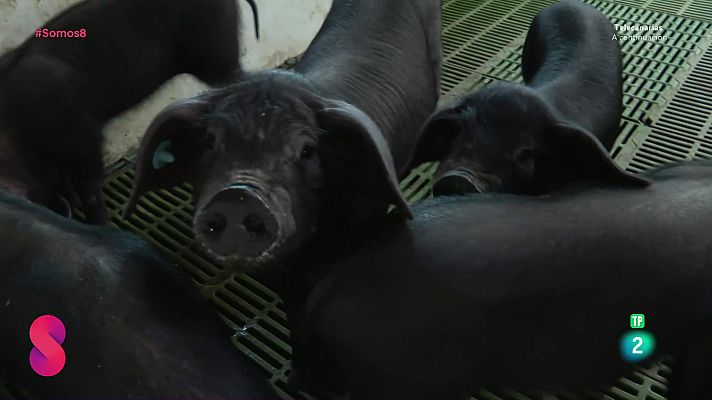 Somos 8 - Somos 8 - 12/05/2025