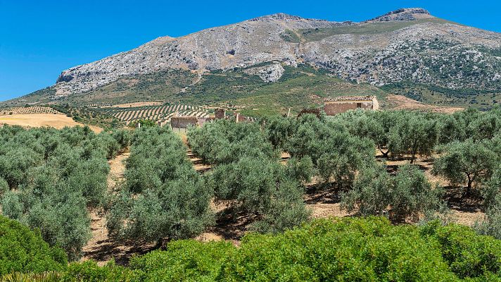 Telediario 1 - Los precios del aceite se han desplomado y cuesta la mitad que hace un año