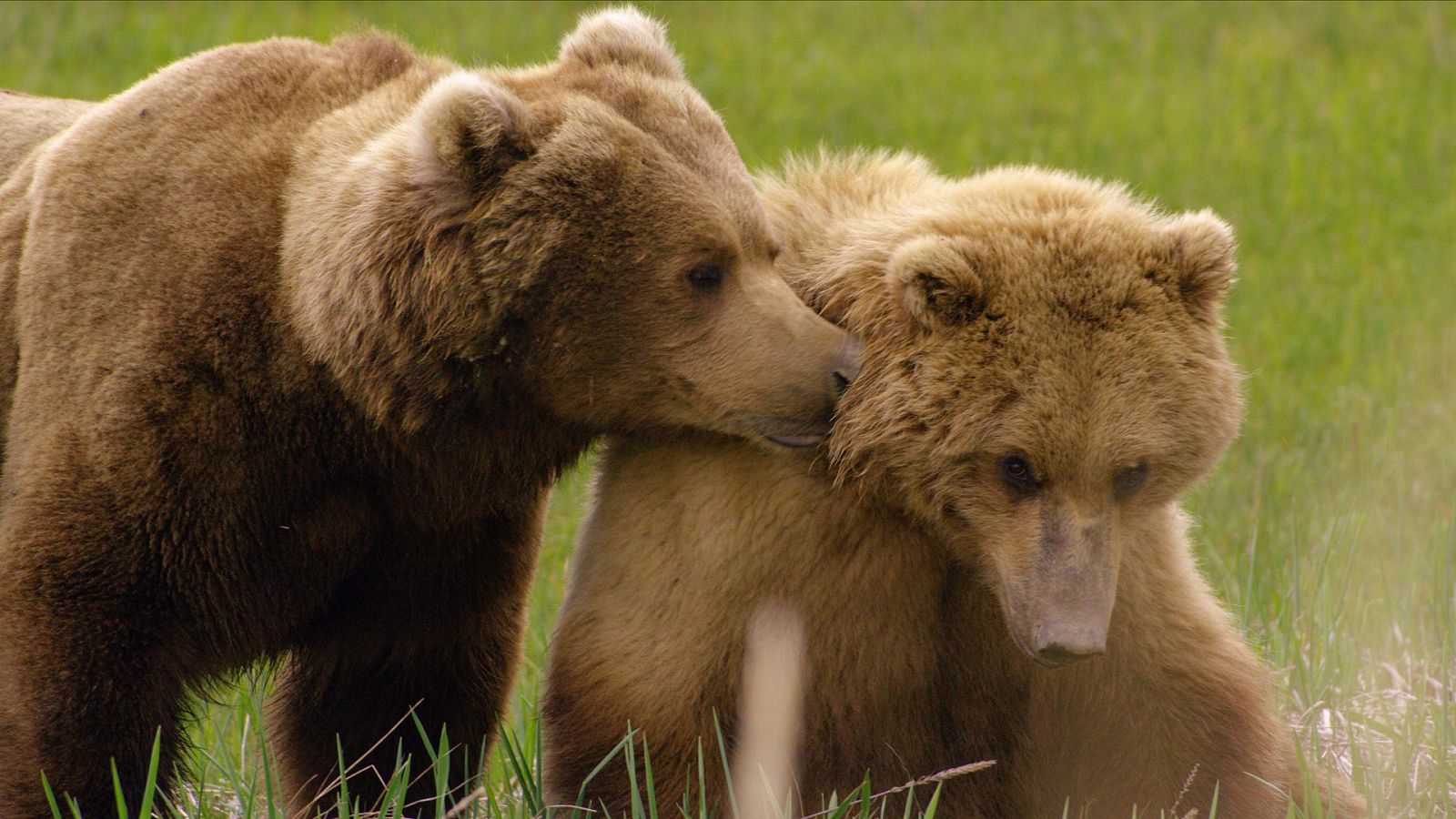 Padres en la naturaleza - Episodio 1: El juego del cortejo y los nacimientos - ver ahora