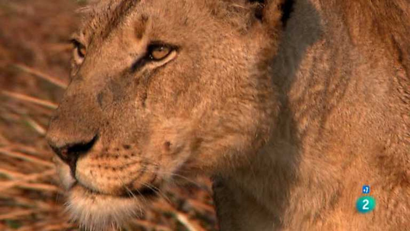 Los leones del pantano