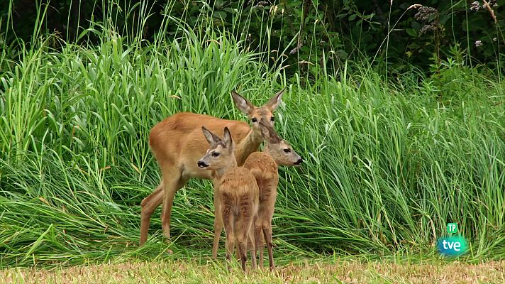 Som Documentals - Pares a la natura. Jocs d'aparellament i naixements