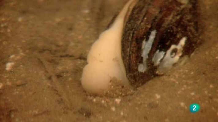 Biodiario - Biodiario - 10/01/13