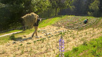 Agricultura sostenible