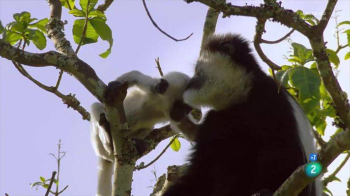 Som Documentals - Grans documentals - Pares a la natura. Missió: Descendència.