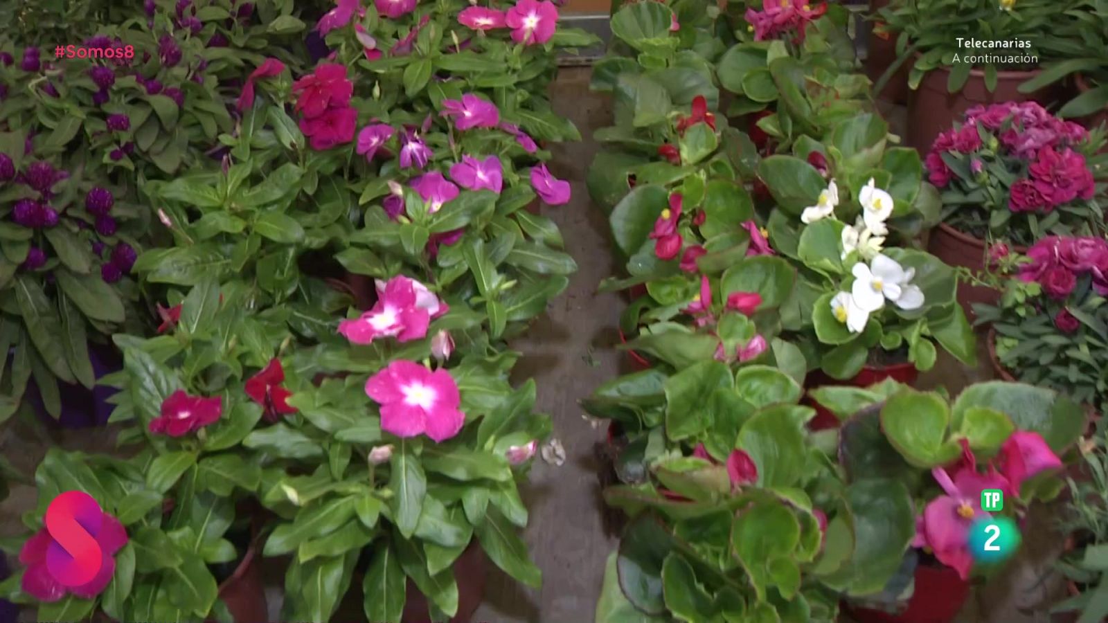 Somos 8 - 15/05/2025 - Somos 8 | Ver