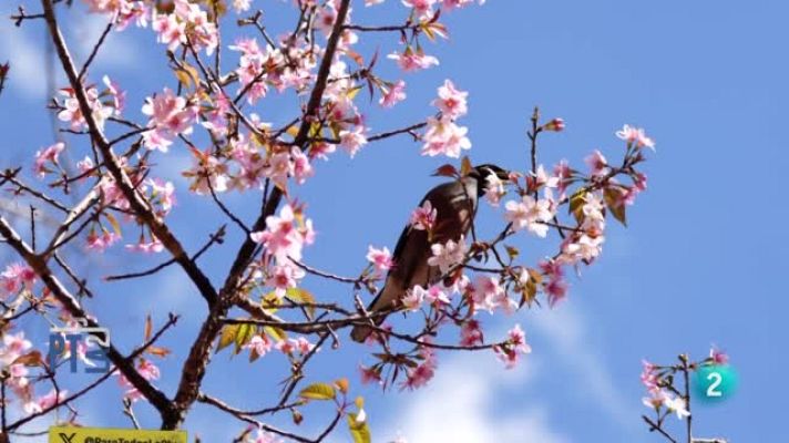 Para todos La 2 - Colores y olores de las flores
