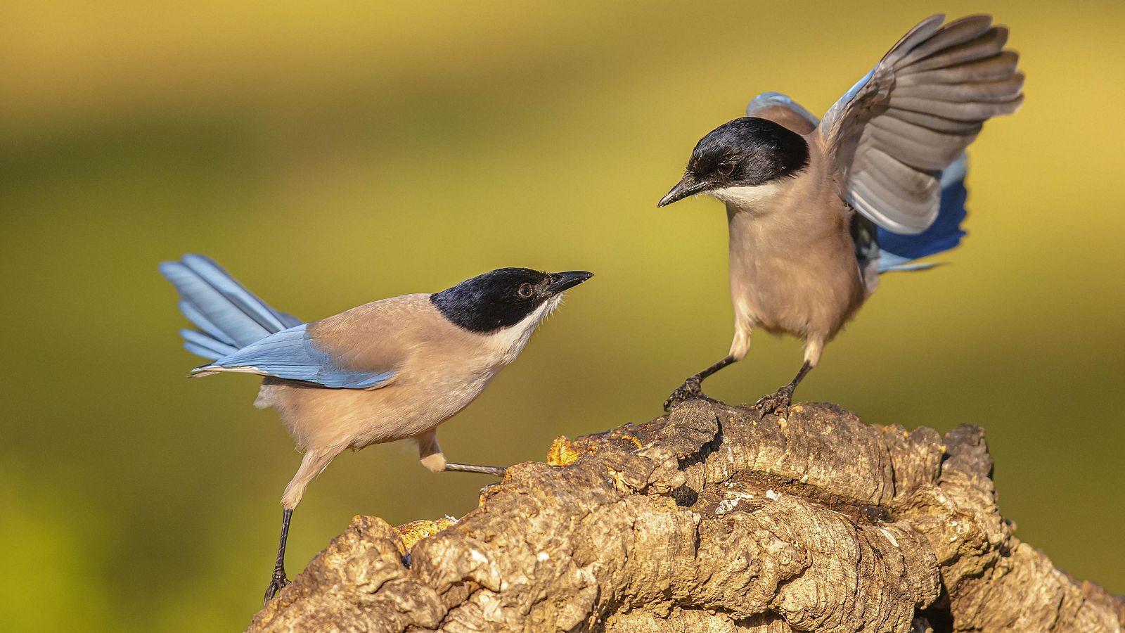 Algunos pájaros atacan a los vecinos de Linares, en Jaén - Telediario 1 | Ver