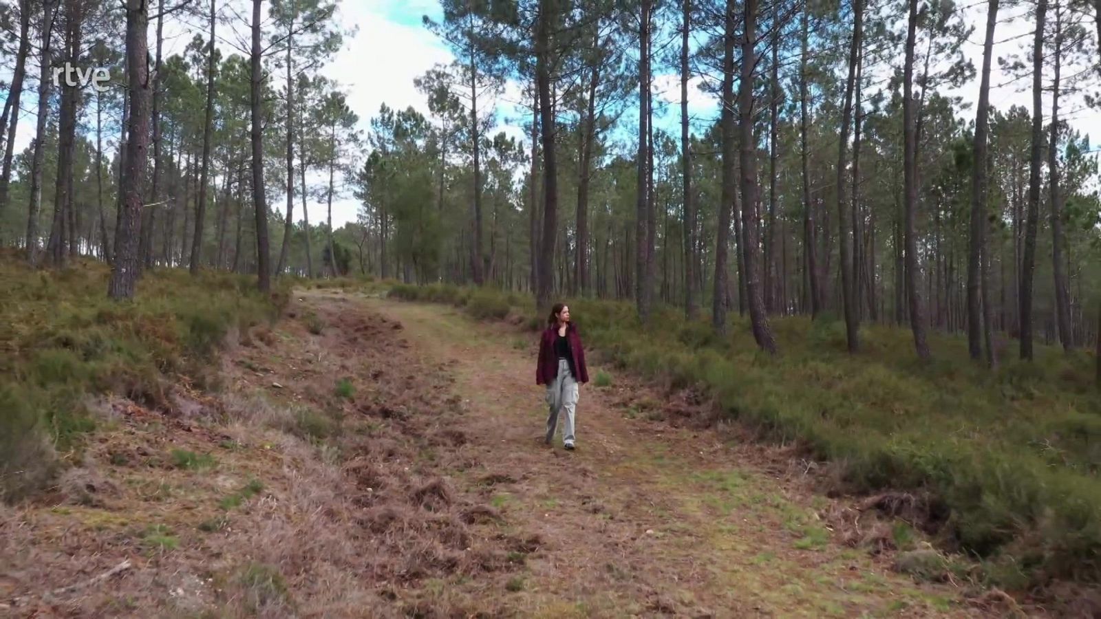 El escarabajo verde - Paisajes resilientes al fuego - ver ahora