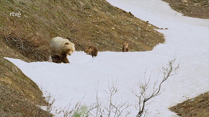 Padres en la naturaleza - Misión descendencia