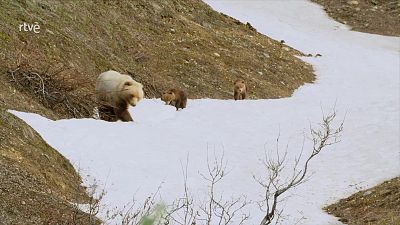 Padres en la naturaleza - Episodio 2: Misin descendencia - ver ahora