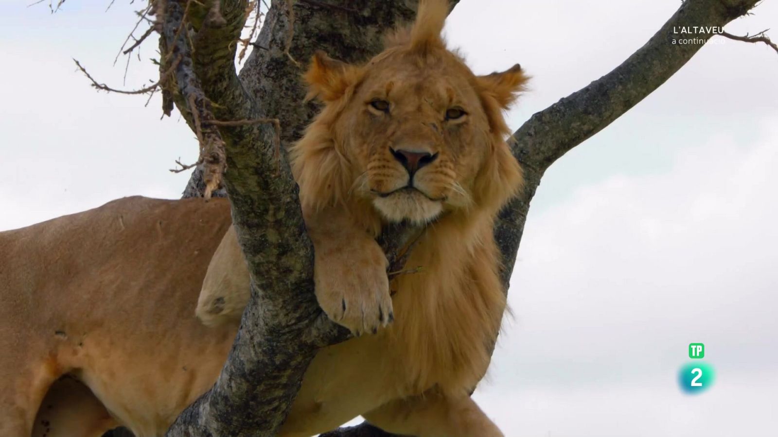 Grans documentals - Lleons contra hienes. Enforntaments entre clans. - Veure Ara