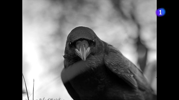 L'Informatiu - Marc Recha homenatja el cinema clàssic amb actors cecs