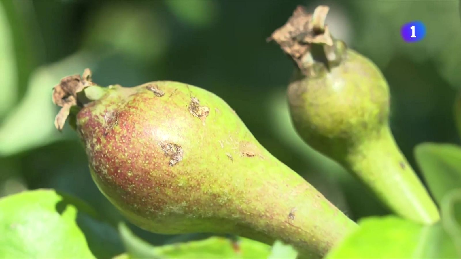 Les comarques de Ponent i Terra Alta acumulen 8 episodis de pedregada aquesta primavera - L'Informatiu | Veure