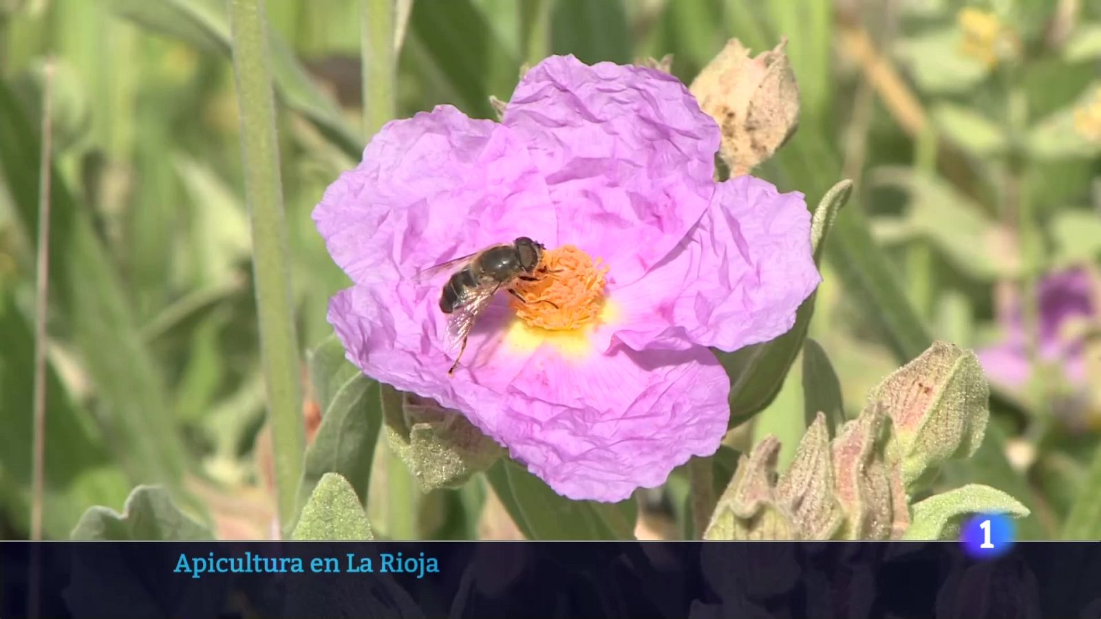 El tiempo en la rioja - 20-05-2025 - Ver ahora | Ver