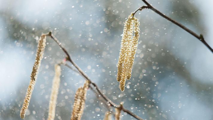 Telediario 1 - Las altas concentraciones de polen disparan las alergias este año