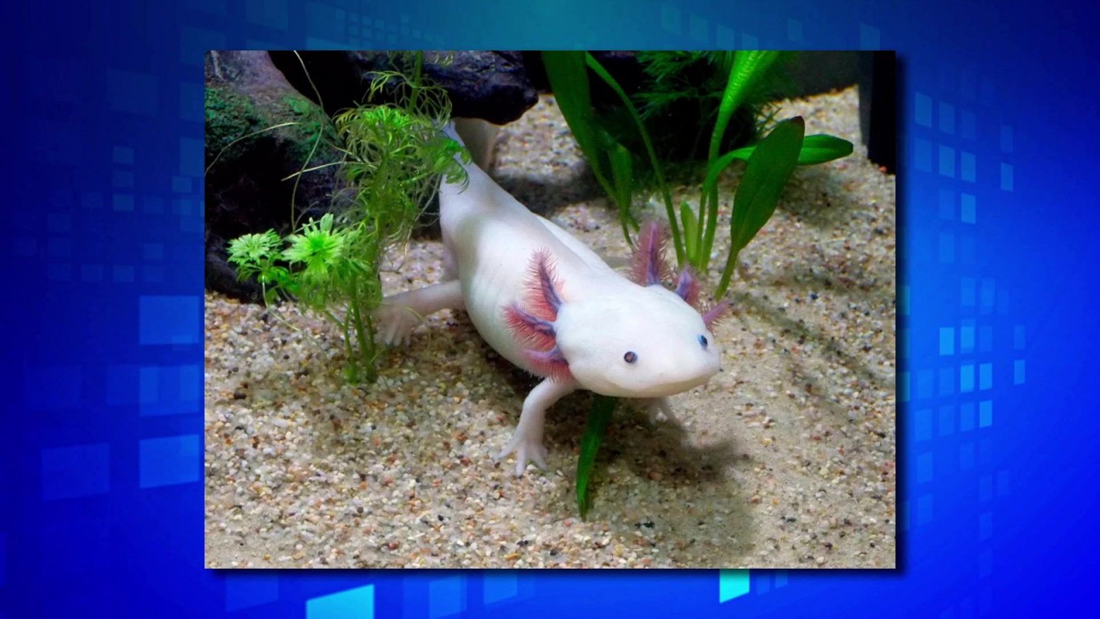 Saber y ganar - 20/05/25 - ver ahora