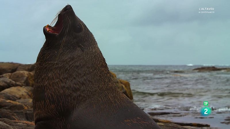 Grans documentals - Gladiadors. La costa salvatge. - Veure Ara