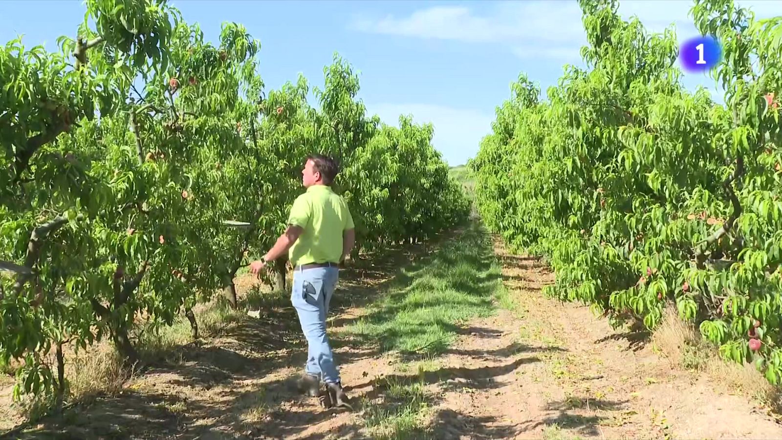 Pedregades excepcionals a Ponent amb pedres de fins a 3 centímetres de diàmetre - L'Informatiu | Veure