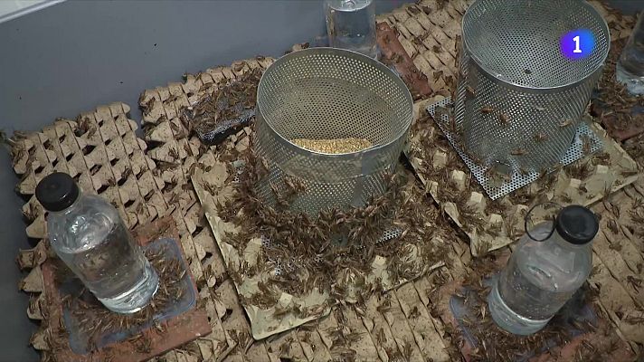 L'Informatiu - Catalunya aposta pels aliments del futur degut l’emergència climàtica