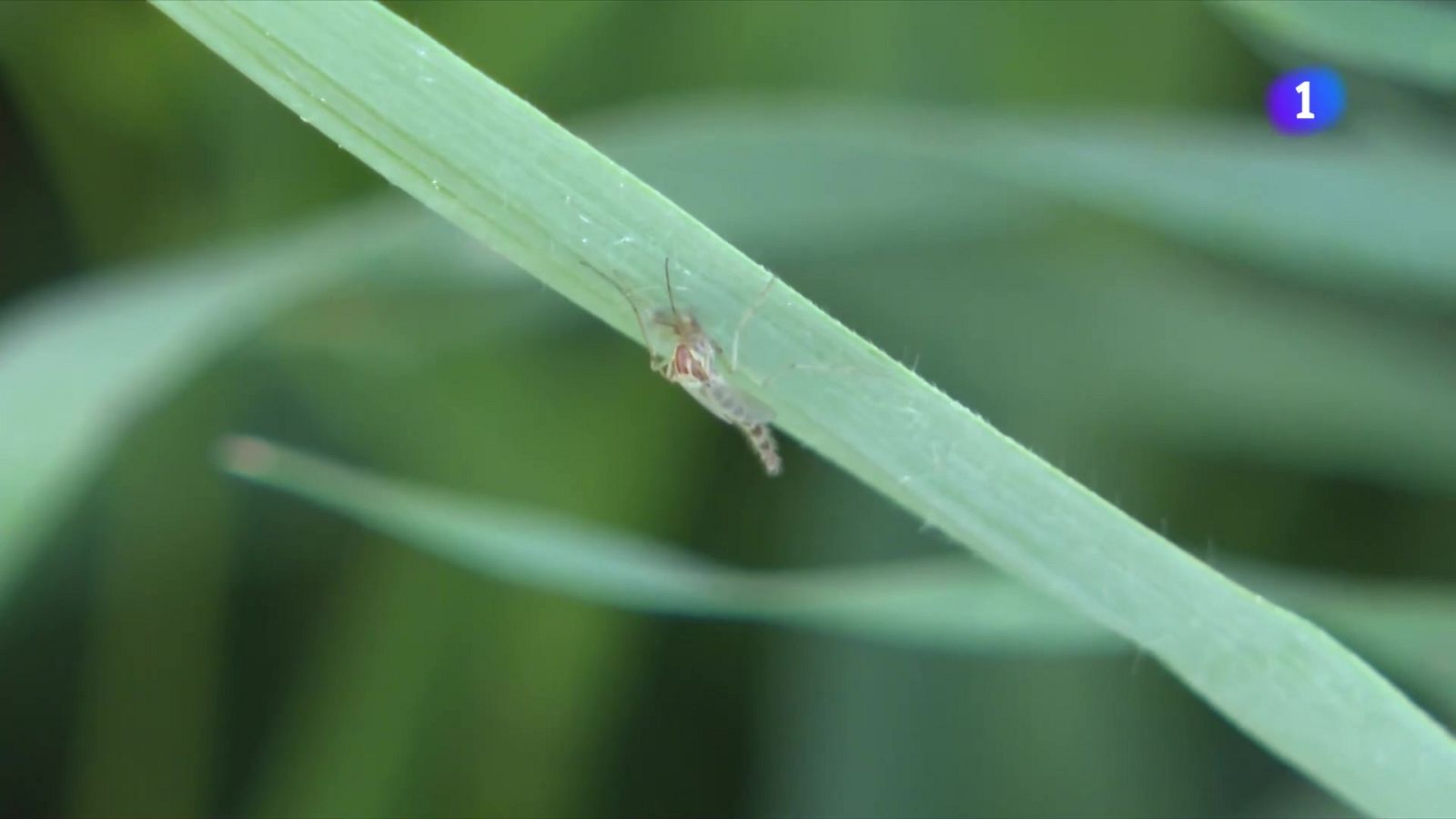 Els pantans arriban al 80% i el risc de mosquits s’enfila - L'Informatiu | Veure