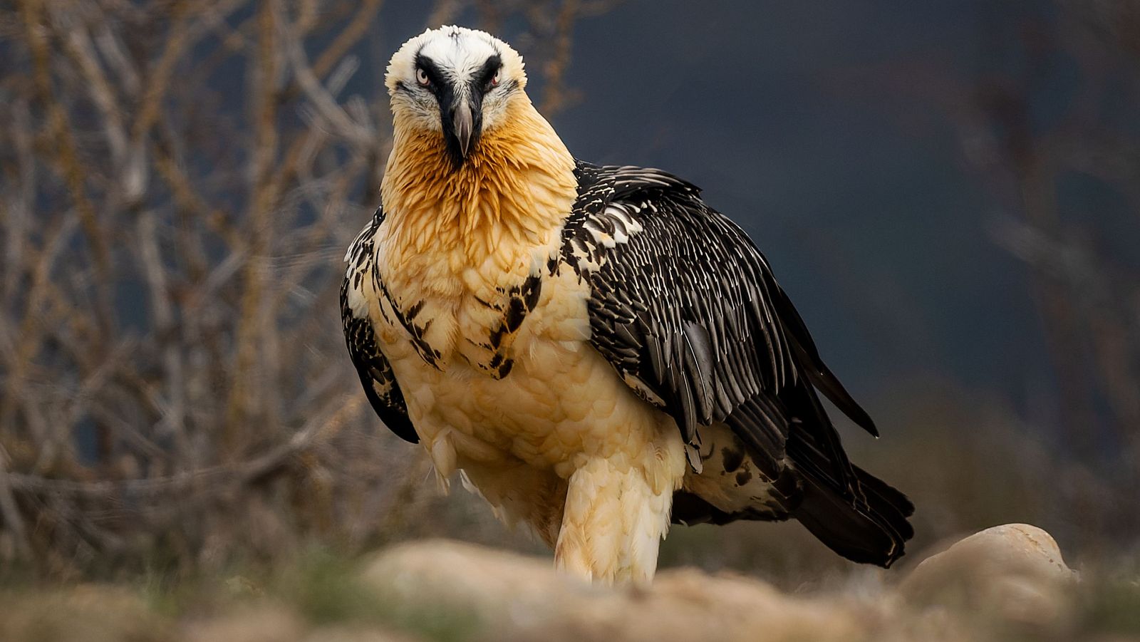 El quebrantahuesos vuelve a Jaén 40 años después | Ver