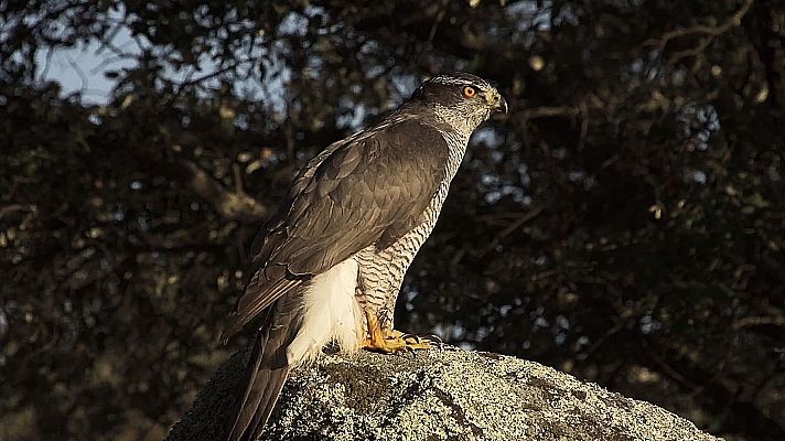 Somos documentales - El cazador silencioso (El cazador sigiloso) - ver ahora