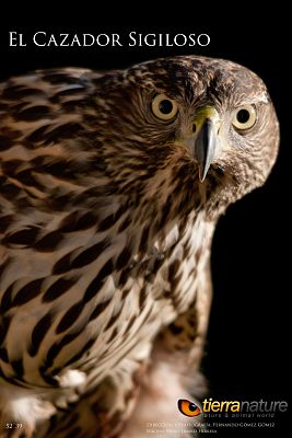 Somos Documentales - El cazador silencioso (El cazador sigiloso)