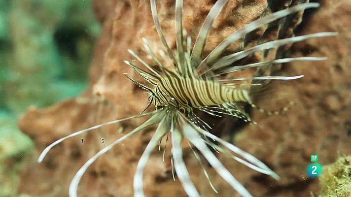 Som Documentals - Tayrona. El litoral.