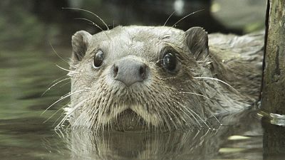 Somos documentales - Un ao en la vida de una nutria - ver ahora