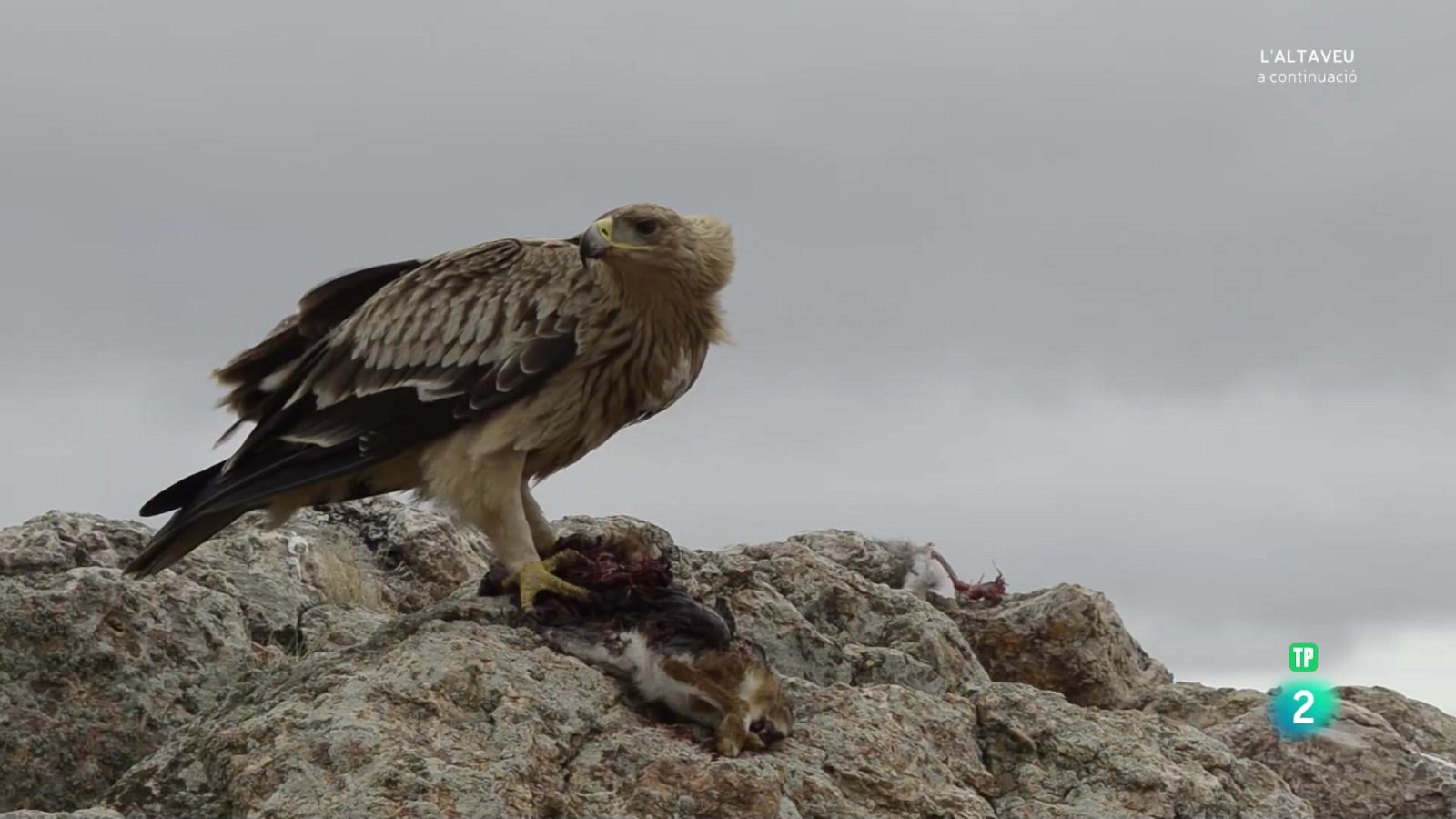 Grans documentals - El caçador sigil·lós - Veure Ara