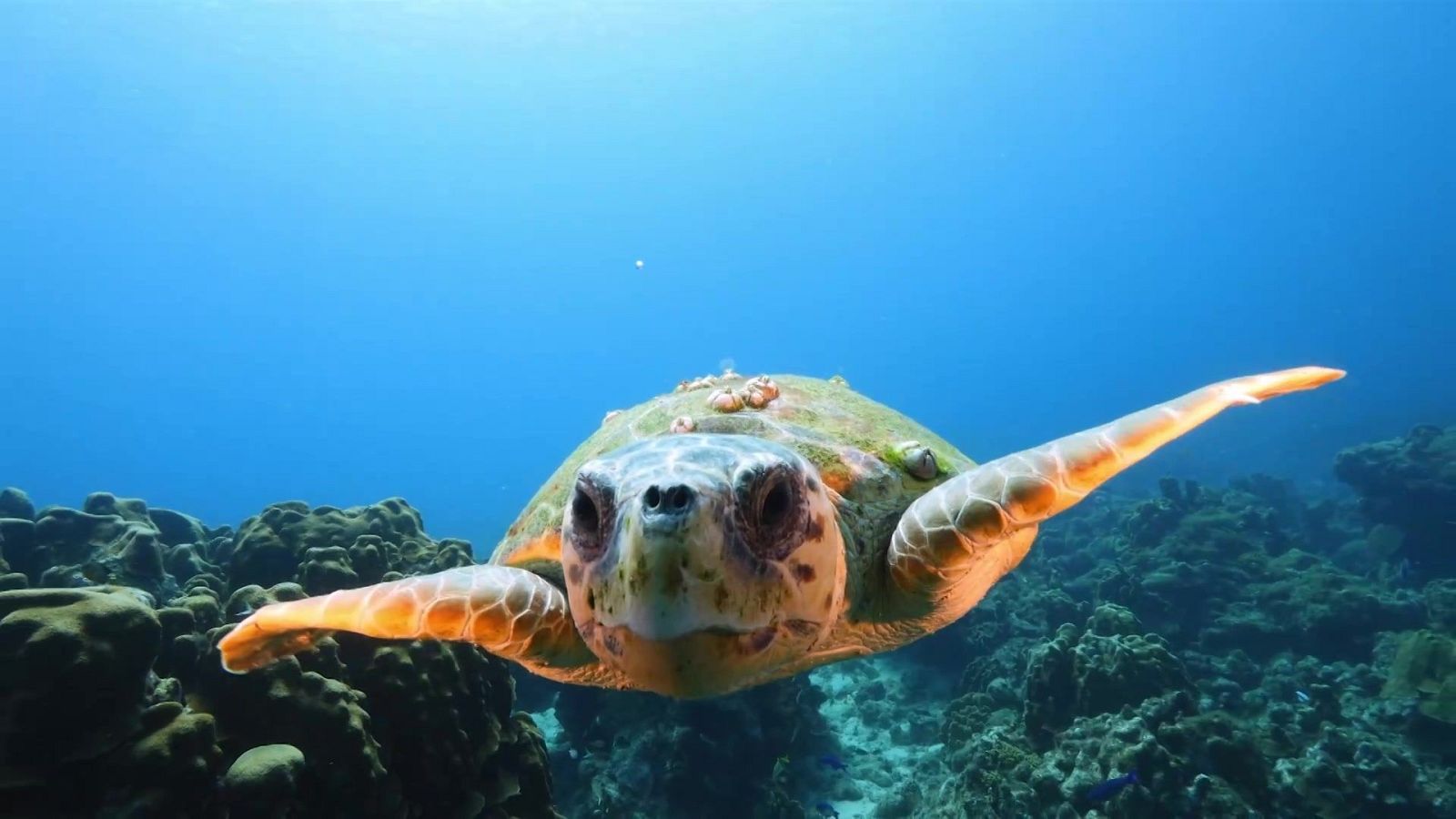 La vida en el reino animal - Episodio 4: Mar y arrecife - ver ahora