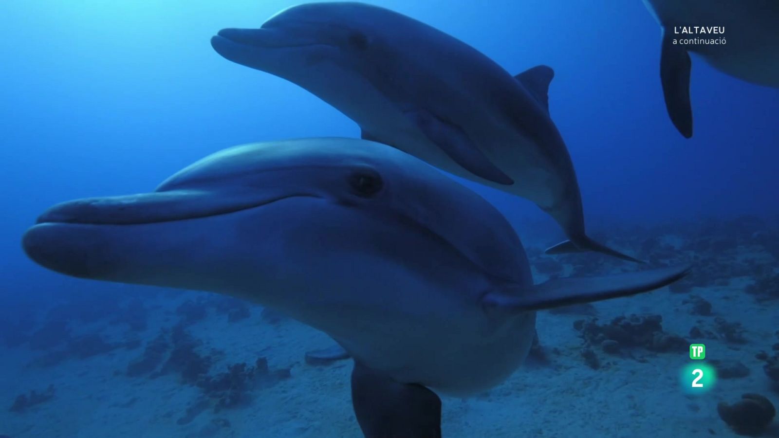 Grans documentals - La vida al regne animal: Mar i escull. - Veure Ara