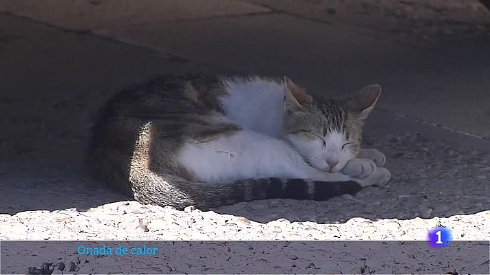 L'informatiu - Comunitat Valenciana - L'Informatiu Comunitat Valenciana 2 - 29/05/25