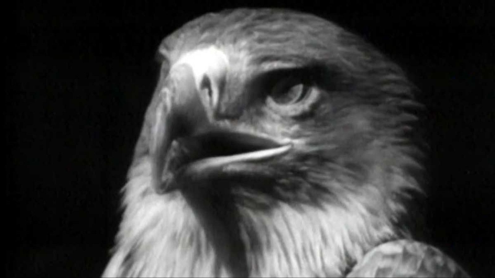 Planeta azul - La muerte de un emblema - El planeta azul | Ver