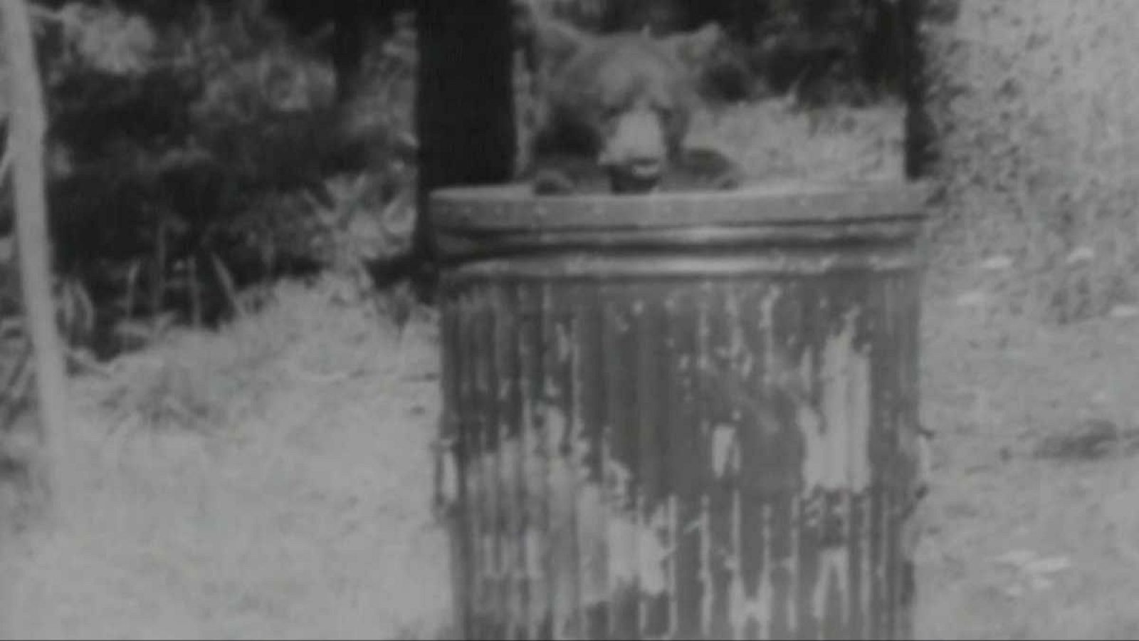 Planeta azul - El parque de Yellowstone - El planeta azul | Ver