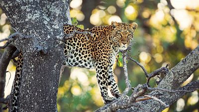 Somos documentales - Los cuentos africanos de Maleika: Sobrevivir en el desierto del Kalahari - ver ahora