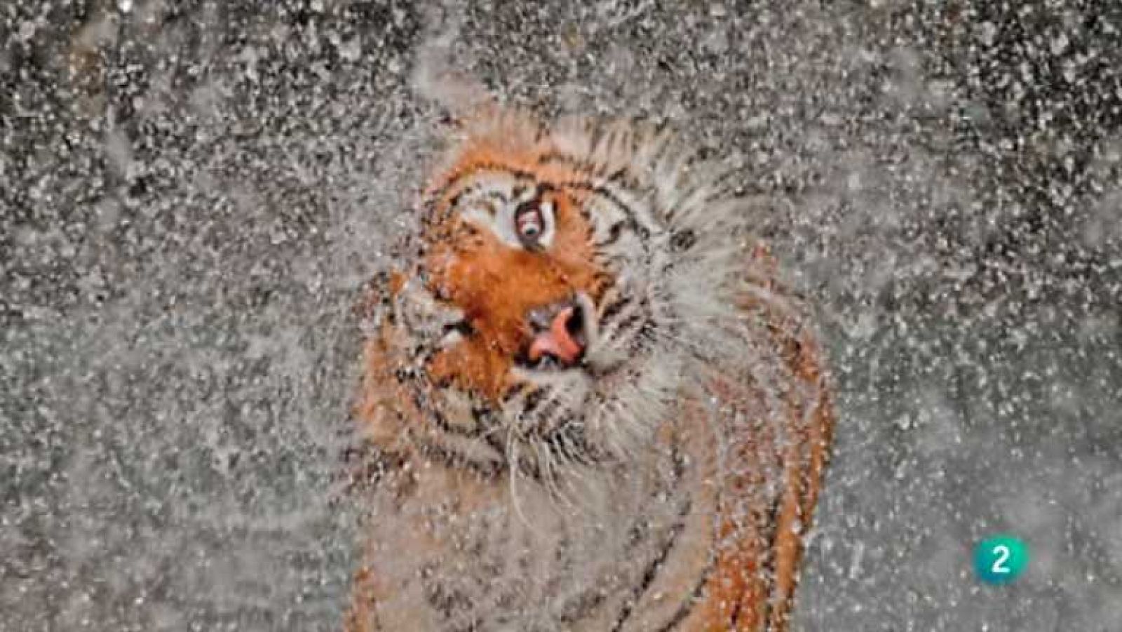 En lengua de signos - 12/01/13 - ver ahora