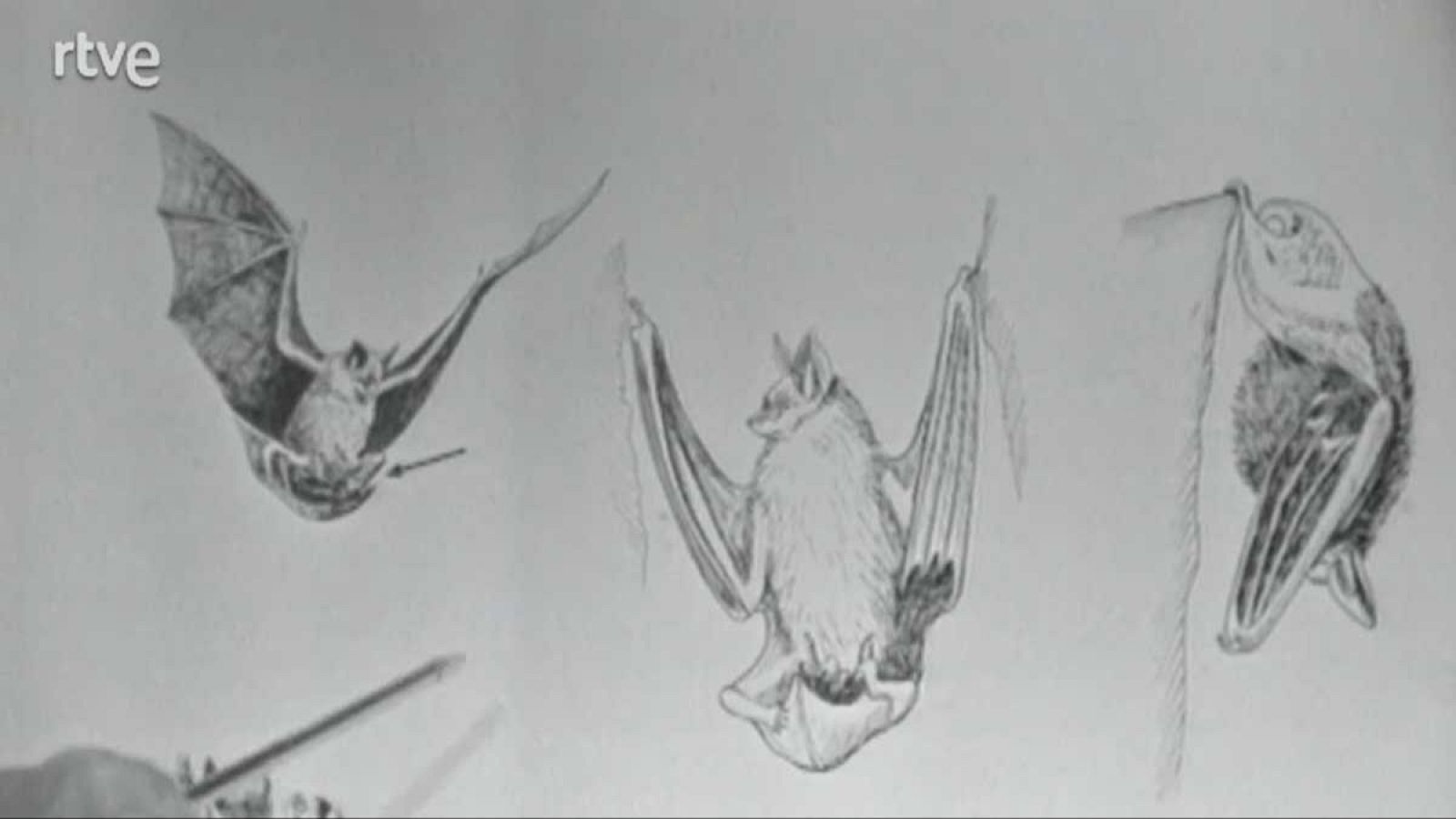 El planeta azul - Los murciélagos - El planeta azul | Ver