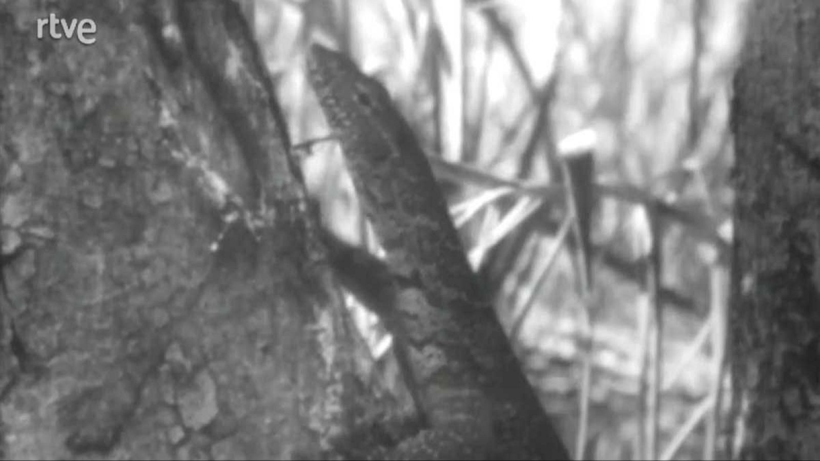 El planeta azul - El retorno de los dragones - El planeta azul | Ver