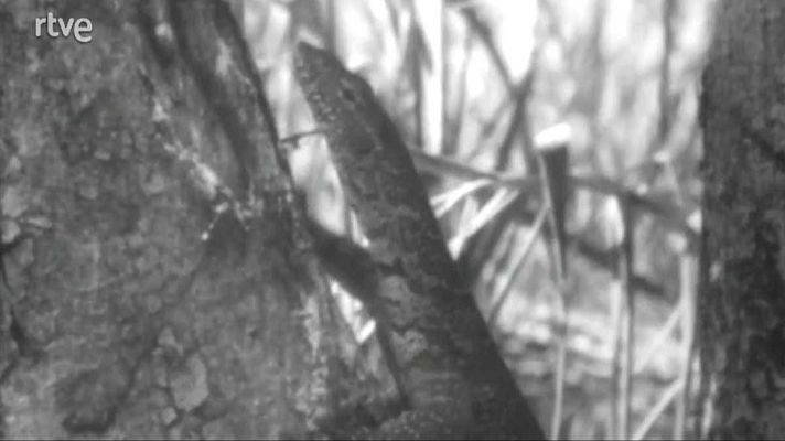 El planeta azul - El retorno de los dragones