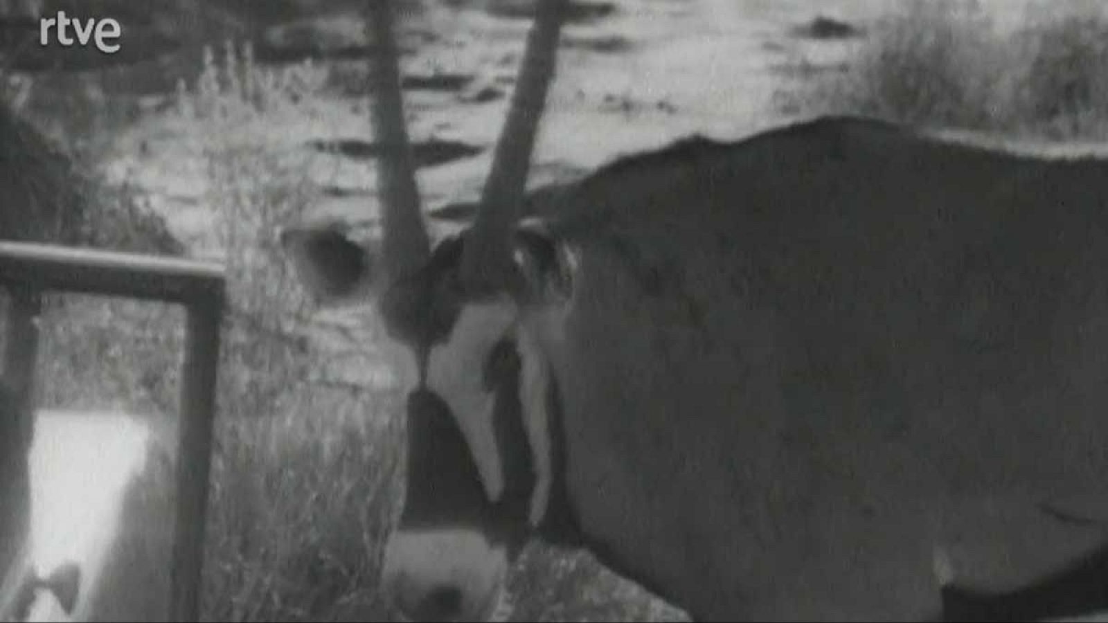 El planeta azul - Operación Orix - El planeta azul | Ver