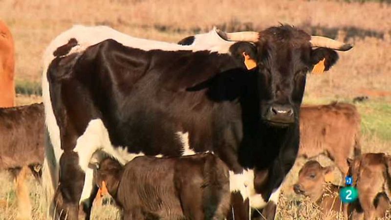  Tendido cero - 12/01/13 - ver ahora