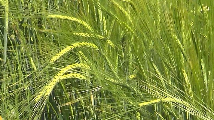 Agrosfera - Agrosfera - 31/05/25